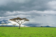 detached tree, green grassland and storm cloud in savanna