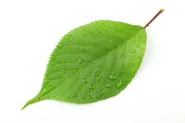 Canvas Print - Green leaf with water droplets