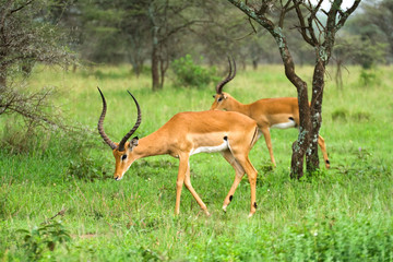 two impala rams in african savannah