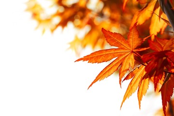 Wall Mural - beautiful autumn maple leaves