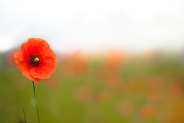 Beautiful poppies in a field