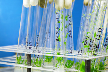 arabidopsis plants