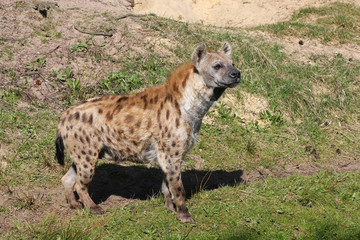 Sticker - female spotted hyena