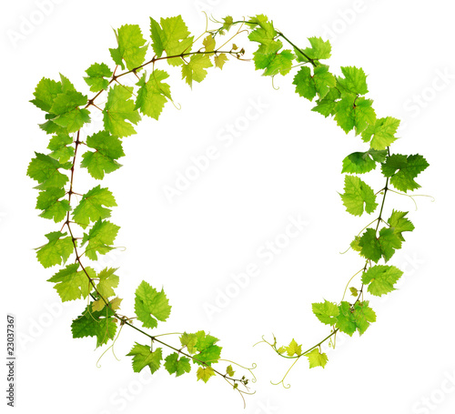 Cuadros en Lienzo Fresh grapevine circle border on white background