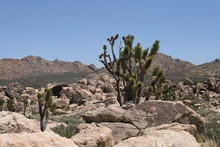 Joshua Trees In Mojave Desert California