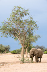 Elephant foraging by tree