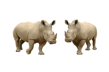 Wall Mural - white rhinoceros
