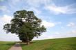 © Tomas Hajek - Solitary tree on a hill with a way in a cloudy da