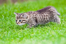 Little Kitten Playing On The Grass