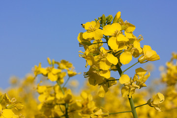 Wall Mural - Rapsblüten in Rapsfeld, Canola flowers