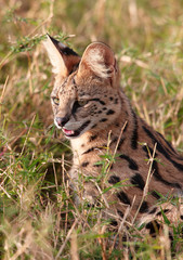 Wall Mural - African Serval (Leptailurus serval)