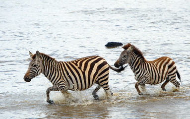 Sticker - Two zebras (African Equids)