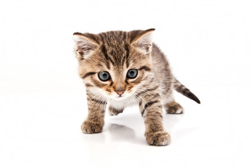 Poster - Little grey cat isolated on white