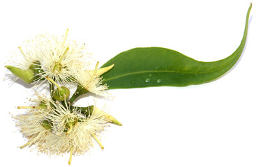 Sticker - eucalyptus, feuille, fleurs et capsules, fond blanc