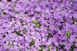fiori violetti