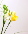 Beautiful freesia flowers over background