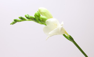 Beautiful freesia flowers over white background