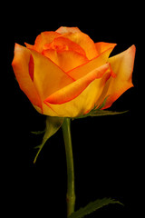 Single orange yello rose on black - vertical