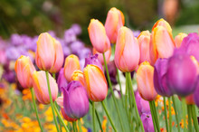 Wonderful Tulips