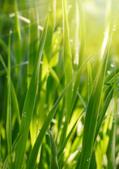 Green grass background