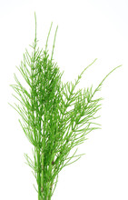 Herb Horsetail