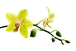 Fresh yellow orchids isolated on white background