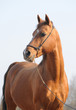 © regataFly - Red horse, portrait