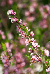 Wall Mural - Almond Tree Blossom