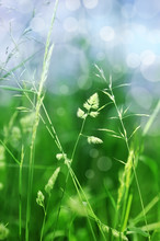Grass In Detail