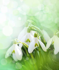 Canvas Print - snowdrops with beautiful bokeh