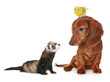 Dachshund, budgerigar and freet  on a white background