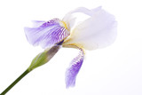 iris flower