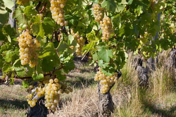 Canvas Print - grappes de raisin blanc