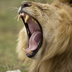 Wall Mural - Close-up of Lion yawning, Serengeti National Park, Serengeti