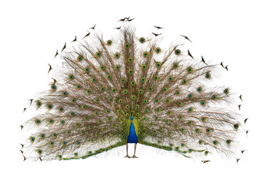 Wall Mural - Front view of Male Indian Peafowl displaying tail feathers