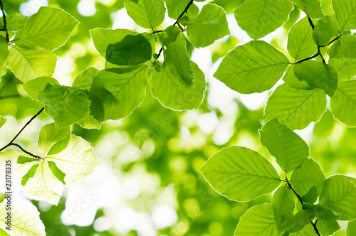 Naklejka na szybę beech