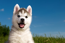 Siberian Husky Dog Puppy