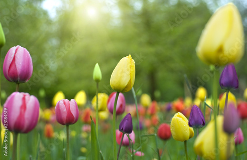 Colorful tulips