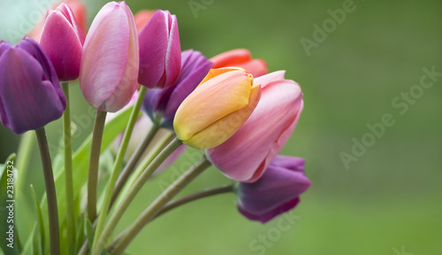 Colorful tulips in the garden