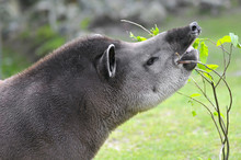 Portrait D'un Tapir Du Brésil Mangeant Des Feuilles