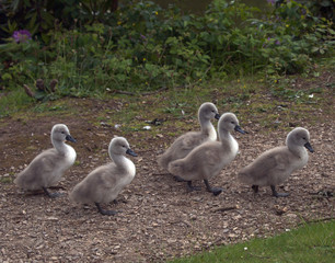 Canvas Print - Cygnets