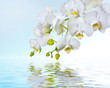 White orchids reflecting in water
