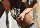 Fototapeta  - Farrier attaches horseshoe to the hoof