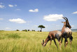 © lino beltrame - Antilope nel parco Masai Mara