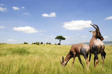 antilope nel parco masai mara