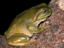Tree Frog (Litoria Splendida) Australia