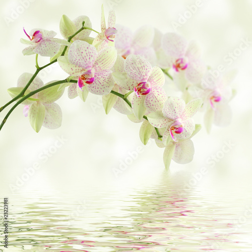 Dekoracja na wymiar  biala-orchidea-na-jasnym-tle