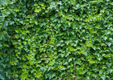 Fototapeta Na drzwi - Climbing ivy background.