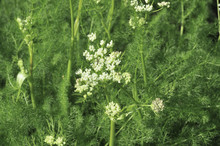 Pflanzen, Bärwurz, Meum Athamanticum, In Der Blüte