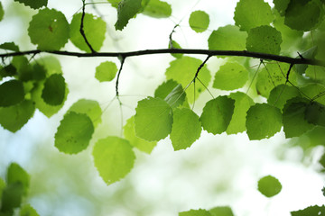 Green leaves over blur background